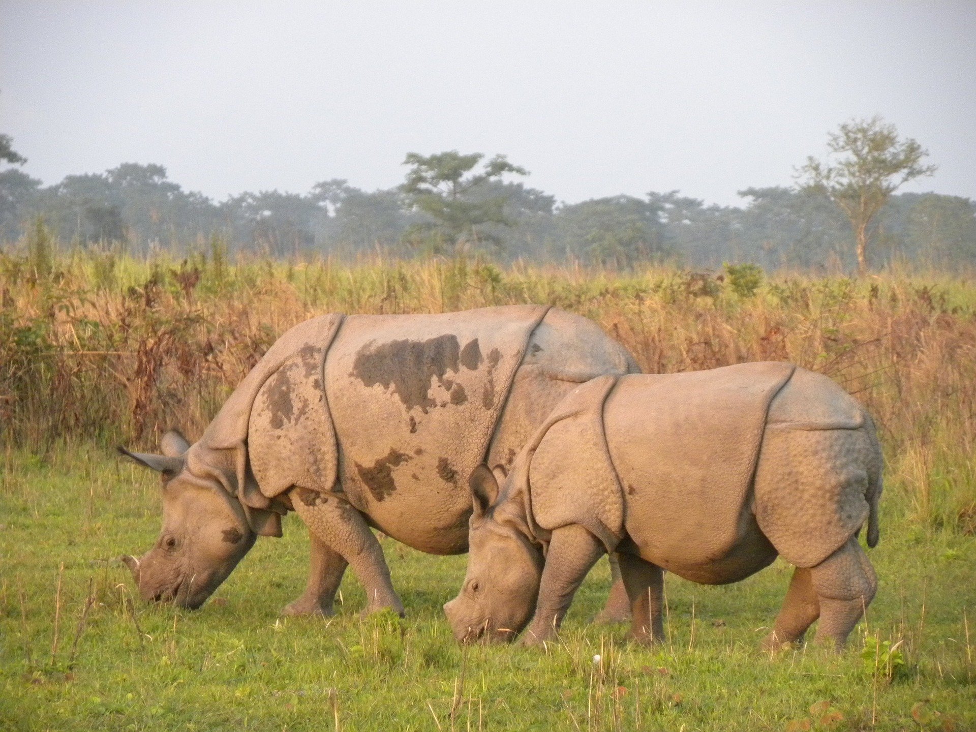 Rudra.Tours: Manas Tiger Project, the last place where Rhinos are found in Asia. Part of our Northeast India Tour. 