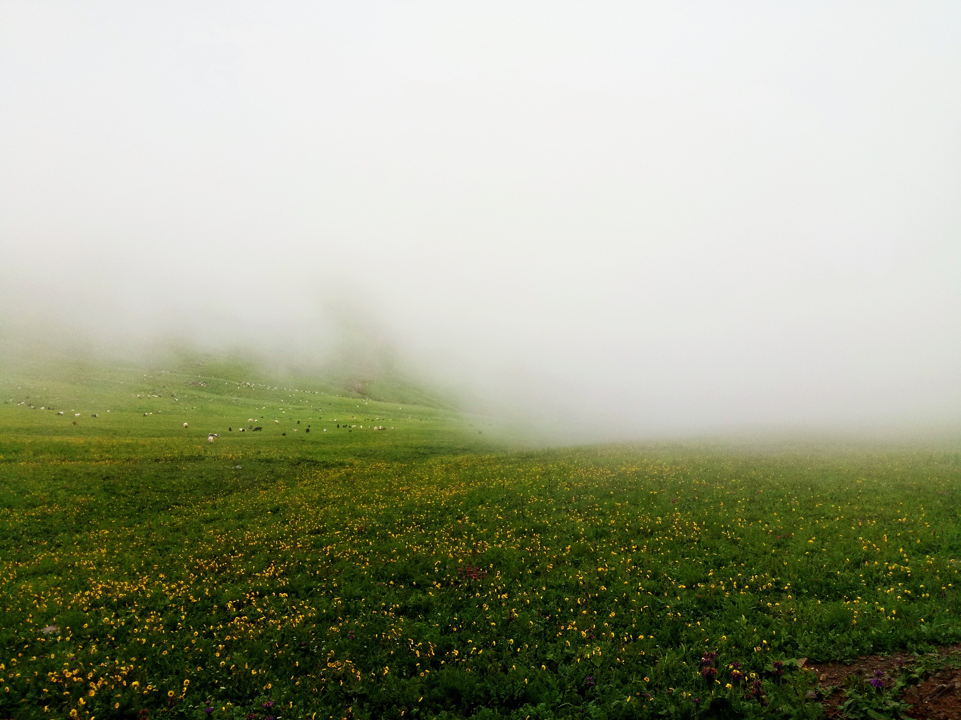 Rudra.Tours: The Hill resort town od Defhradun is also capital of Uttaranchal. Its  on our Uttaranchal Tour. It is also famous as the birthplace of Dronacharya of the Mahabharata