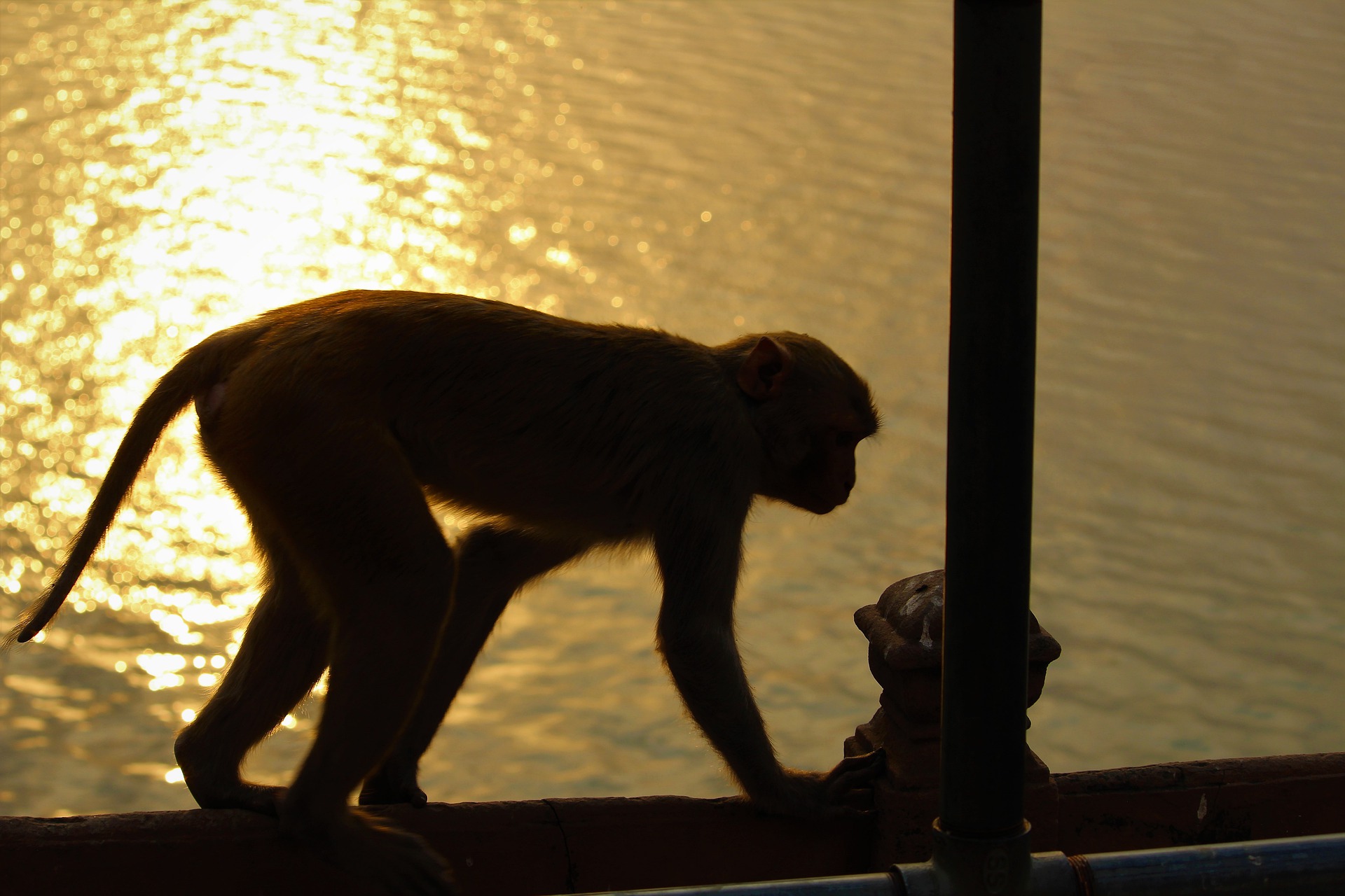 Rudra.Tours: Monkeys on the banks of the Ganga in Varanasi in our Varanasi Tour. 